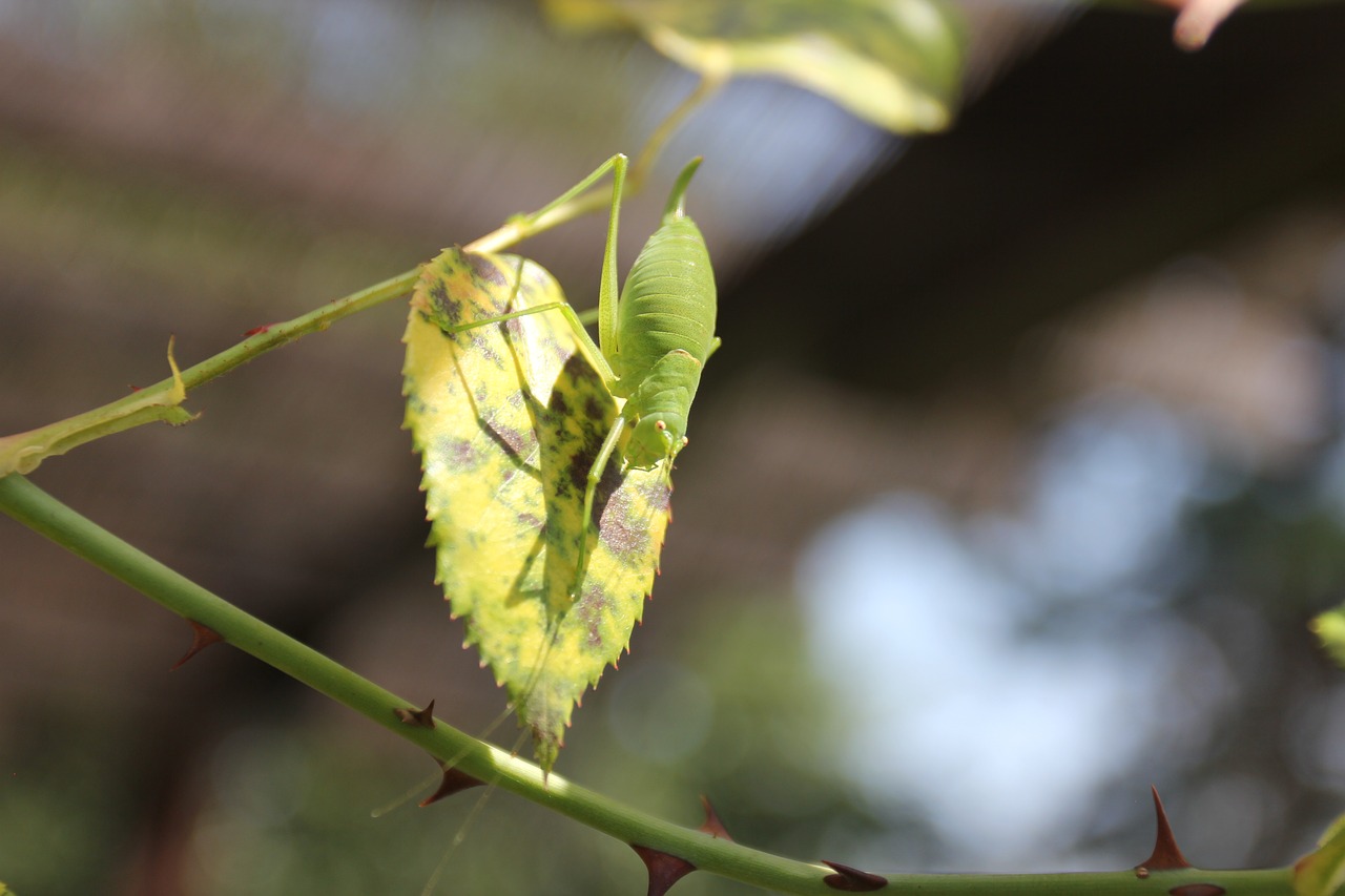 nature  insect  outdoor free photo