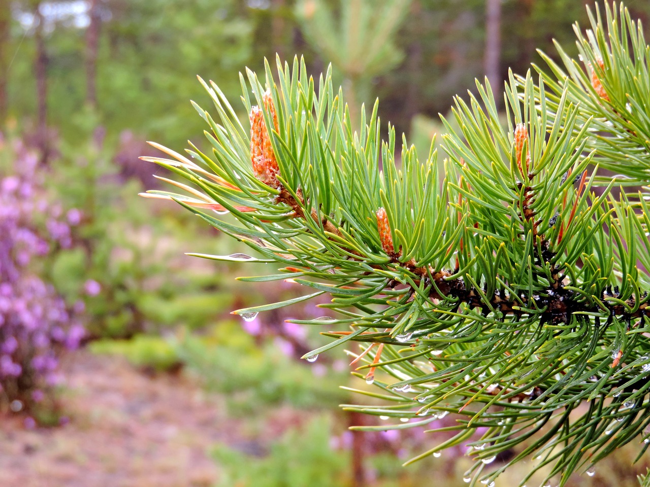 nature  needles  branch free photo