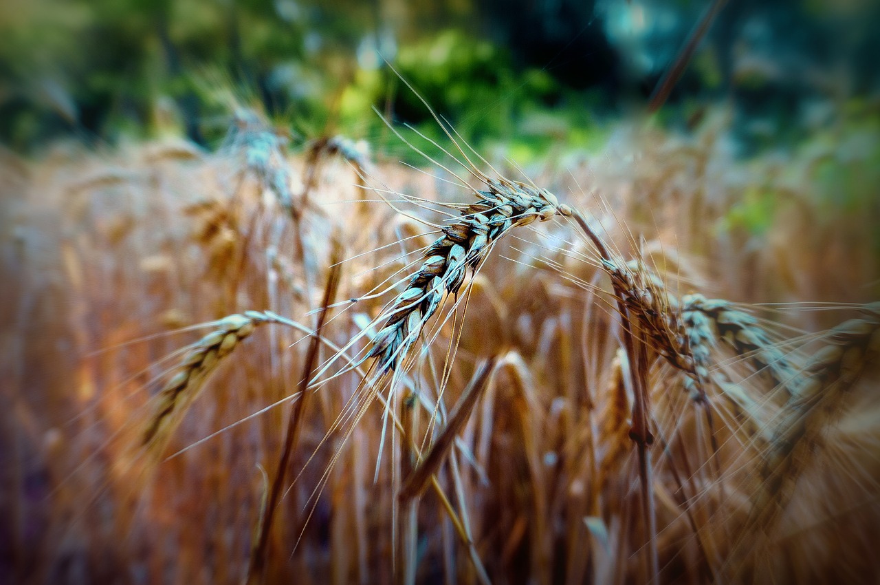 nature  wheat  spikes free photo