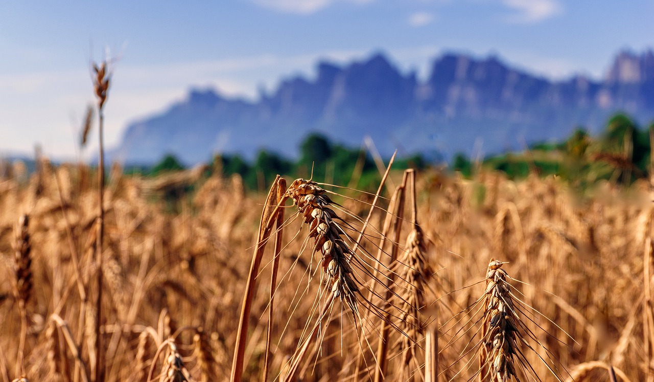 nature  wheat  agriculture free photo