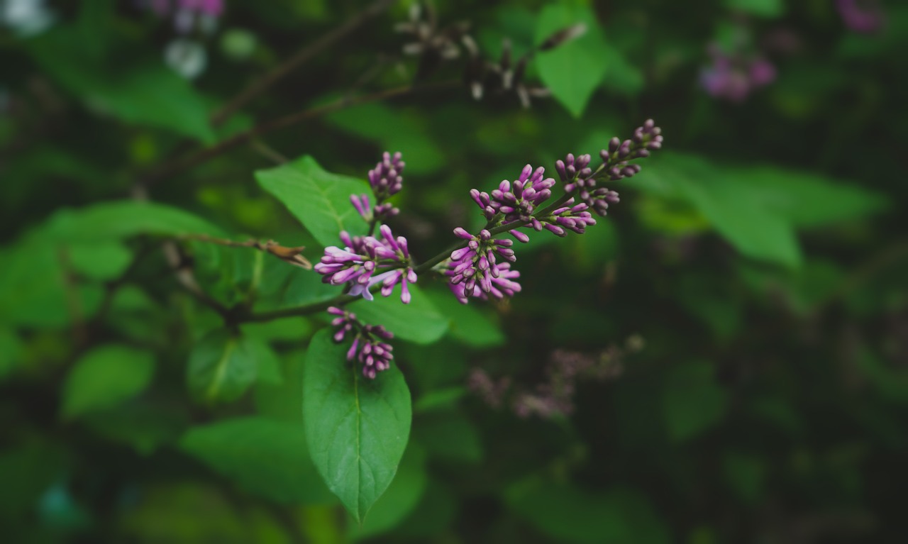 nature  flowers  garden free photo