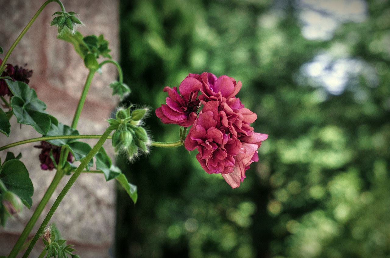 nature  flowers  garden free photo