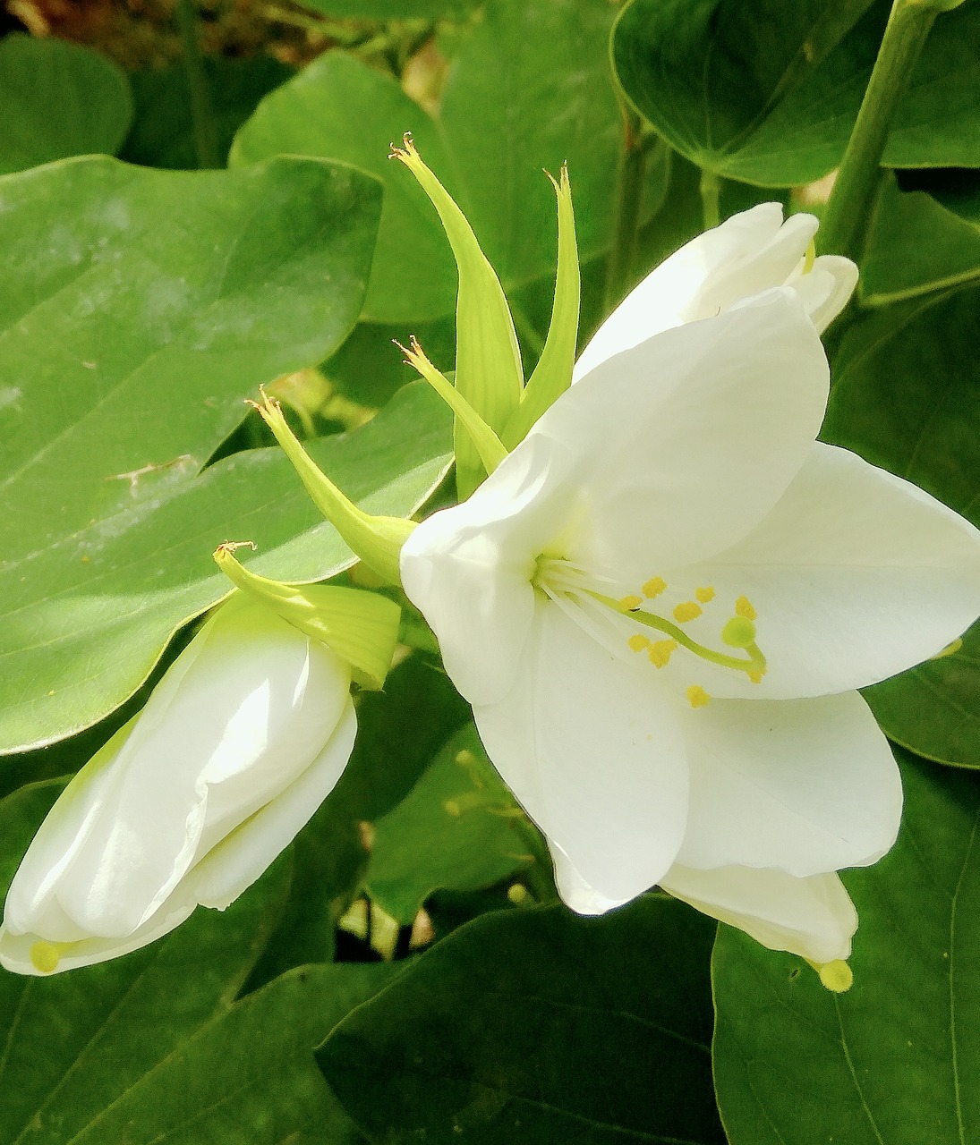 nature  flower  leaf free photo