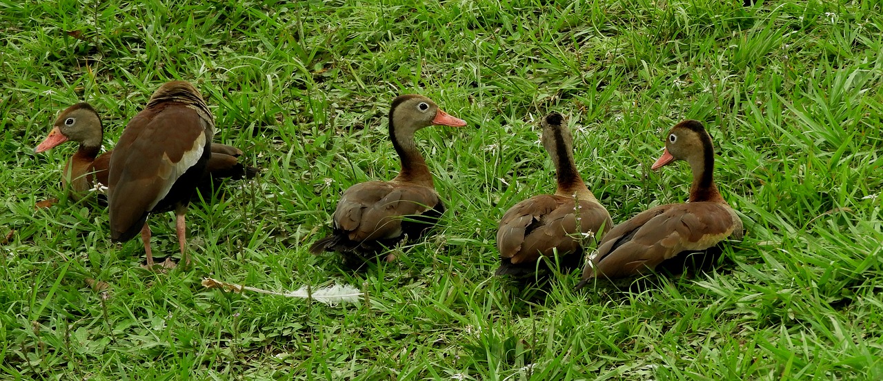 nature  birds  ducks free photo