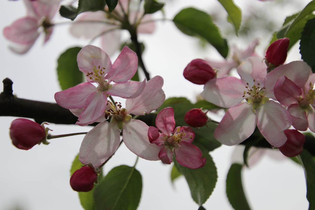 nature  spring  flowers free photo