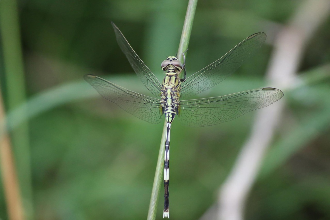 nature  animal  wing free photo