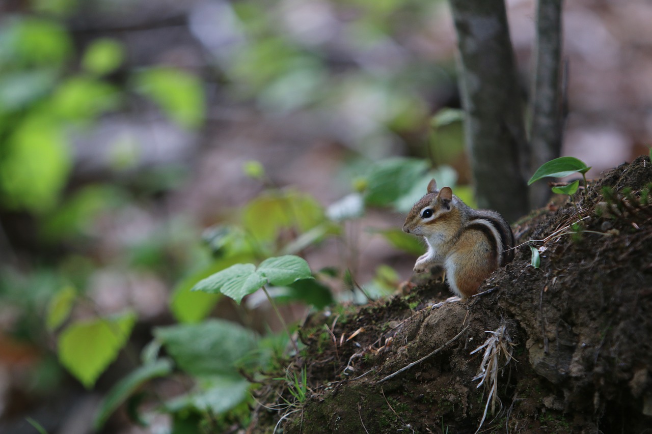 nature  tree  chipmunk free photo