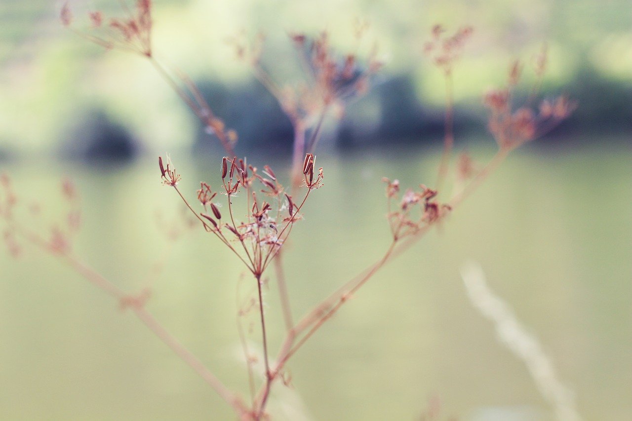 nature  mood  green free photo