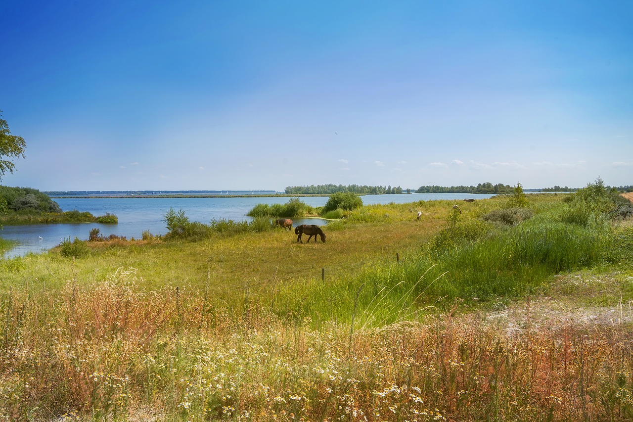 nature  water  horses free photo