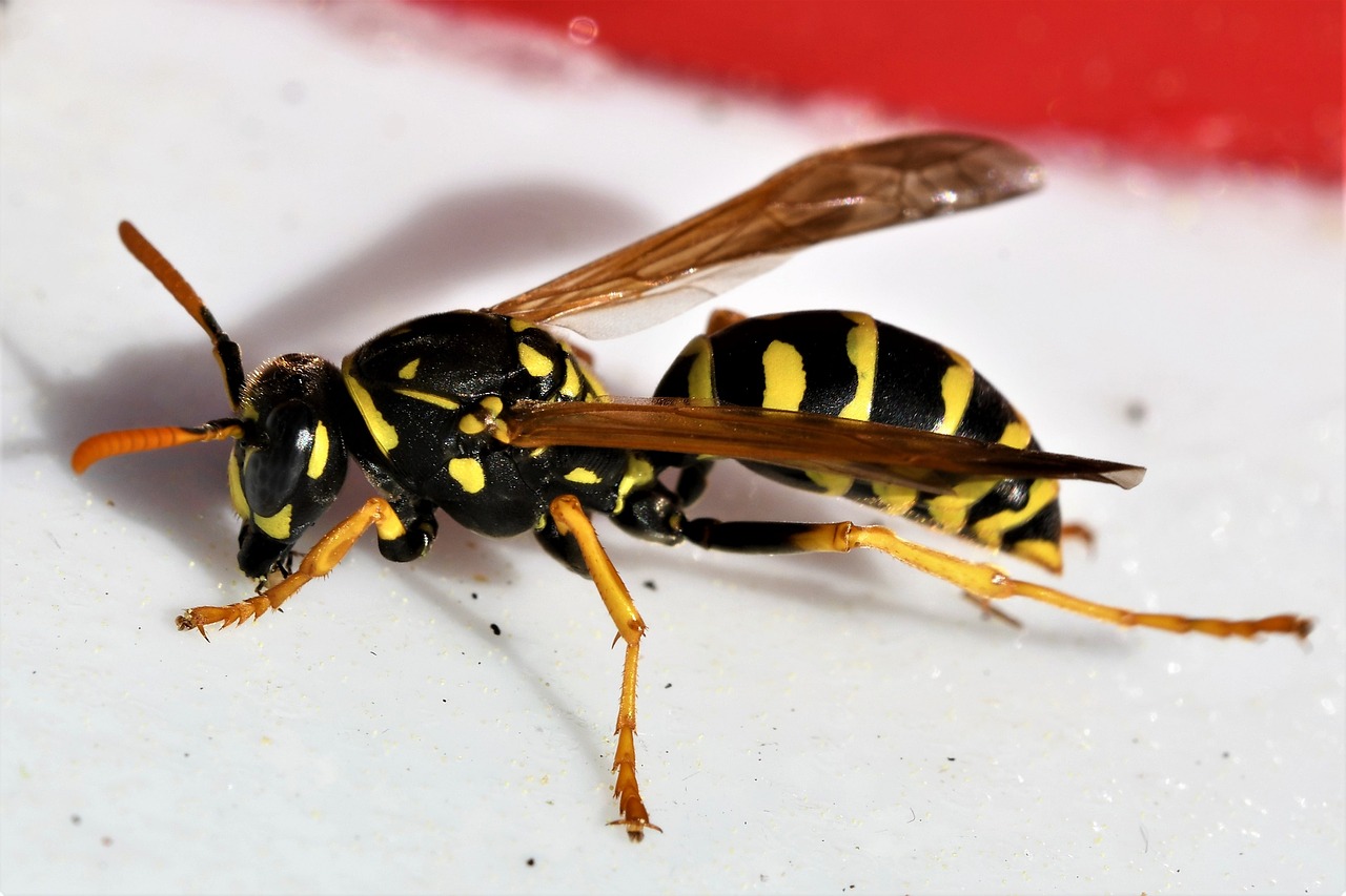 nature  wasp  insect free photo