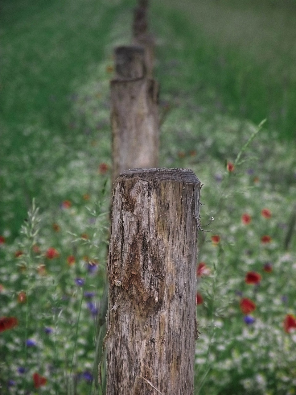 nature landscape close free photo