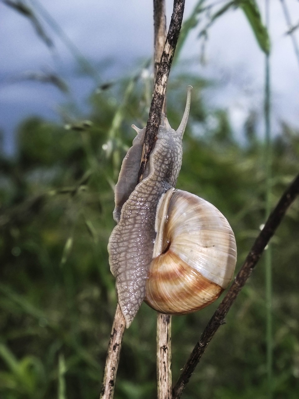 nature animal snail free photo