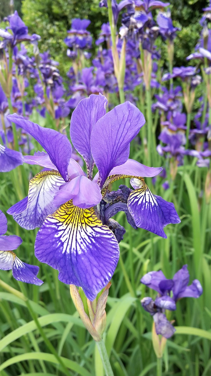 nature  flower  plant free photo