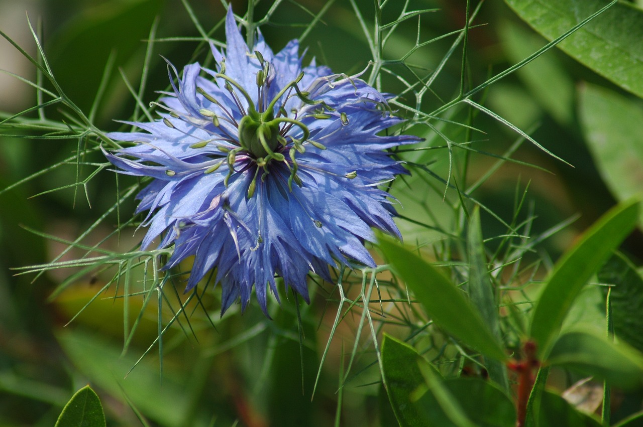 nature  flower  flora free photo