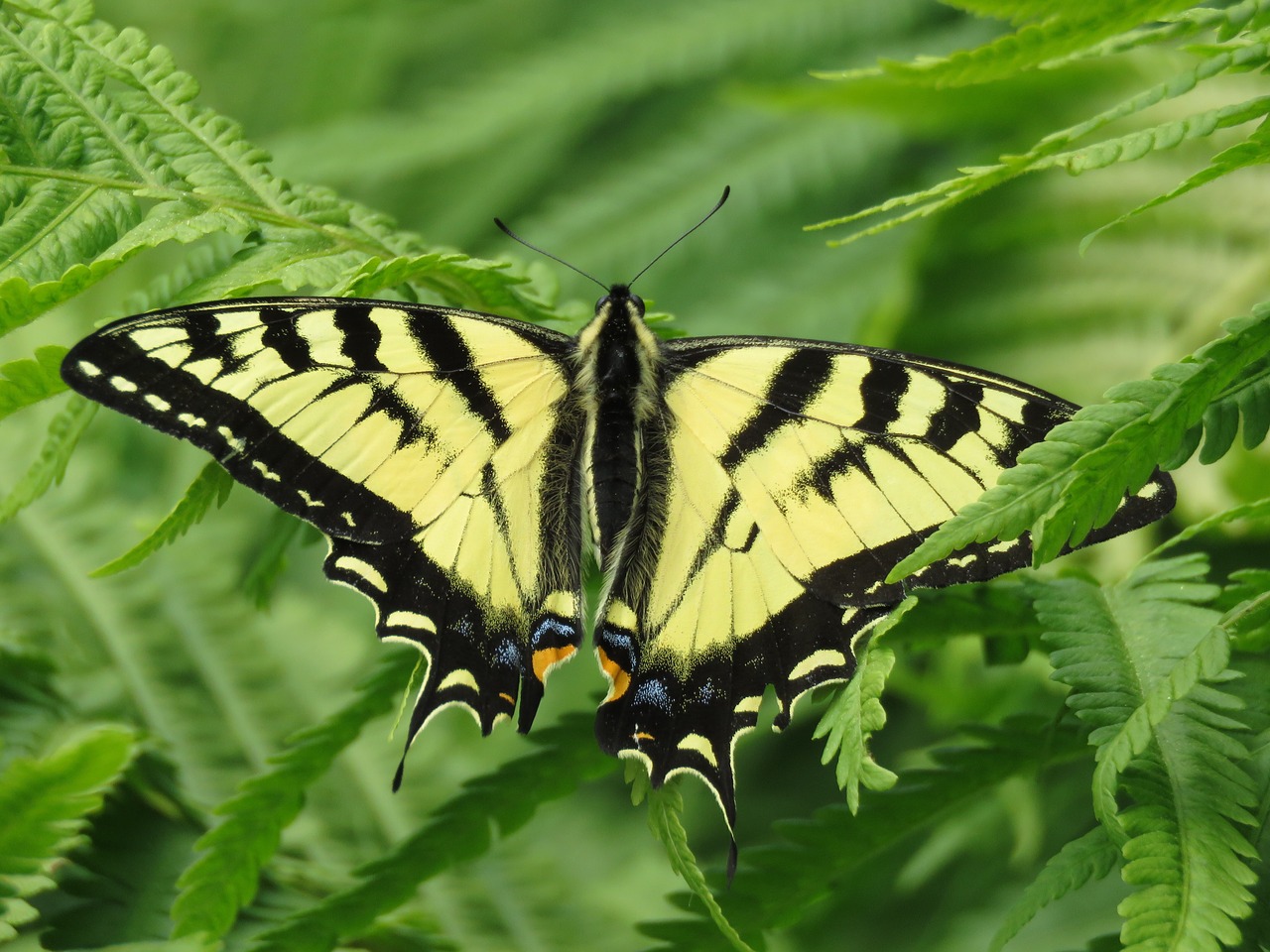 nature  butterfly  insect free photo