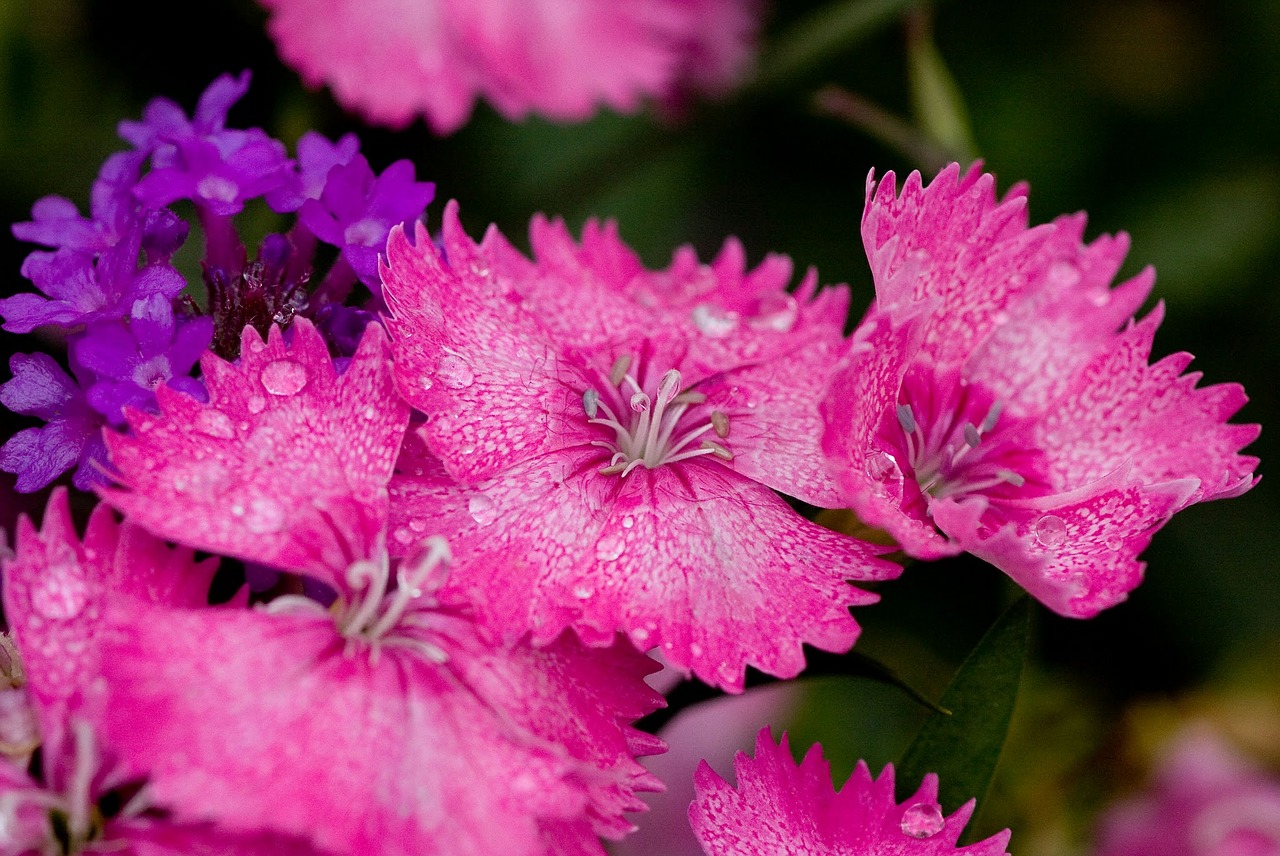 nature flowers pink flowers free photo