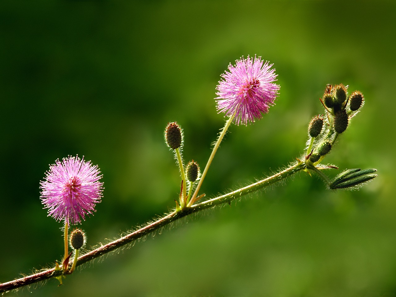 nature  colourful  flower free photo