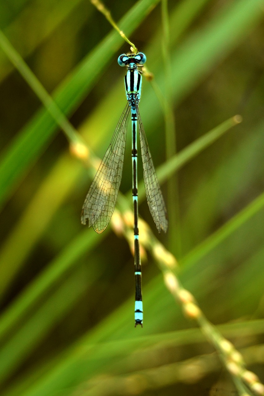 nature  dragonfly  insect free photo