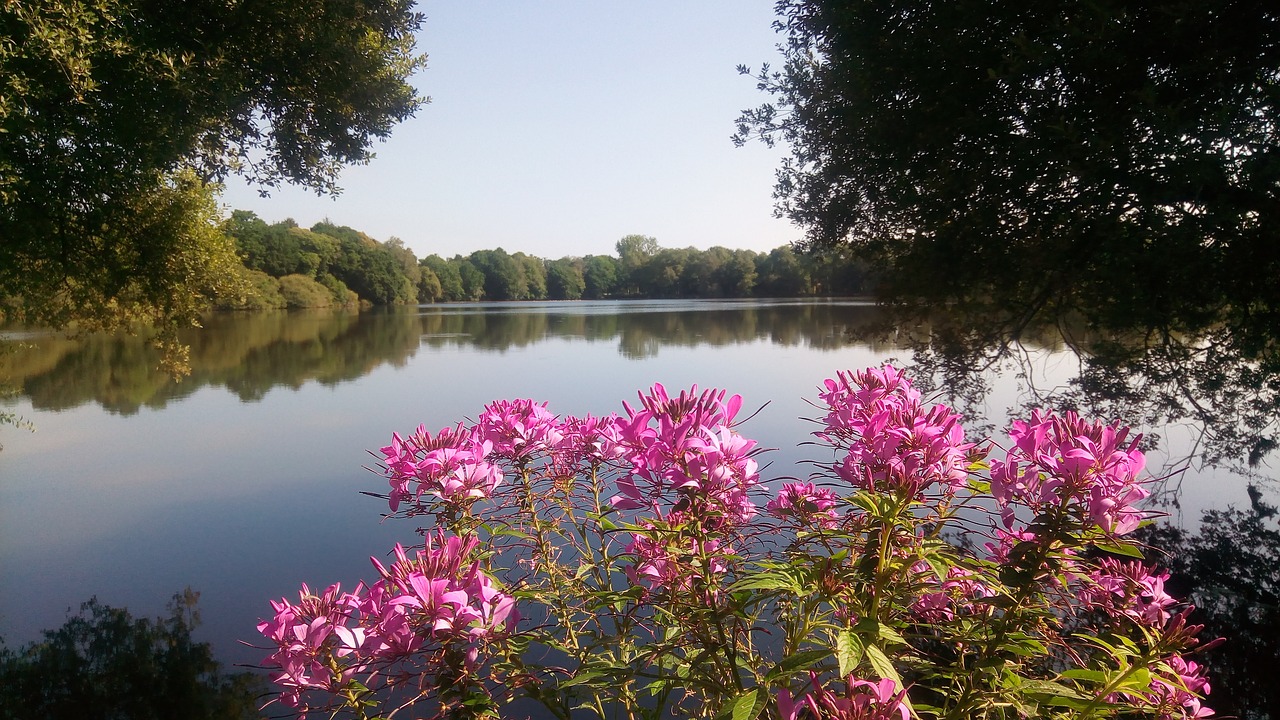 nature  lake  flowers free photo