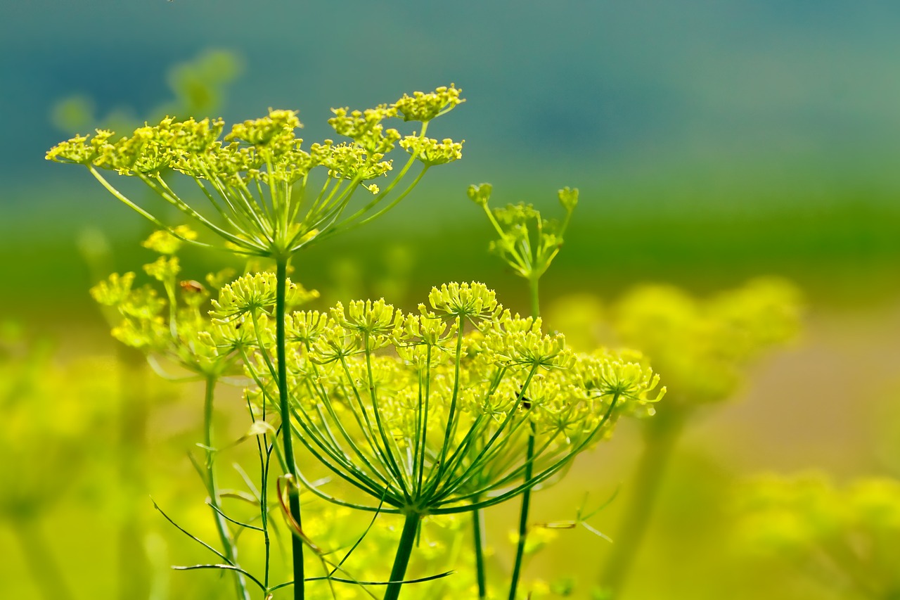 nature  fennel  summer free photo