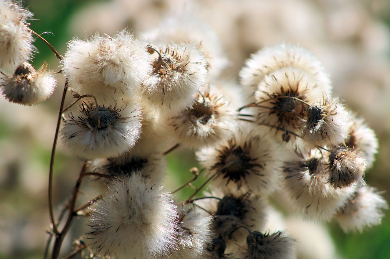 nature  brown  close up free photo