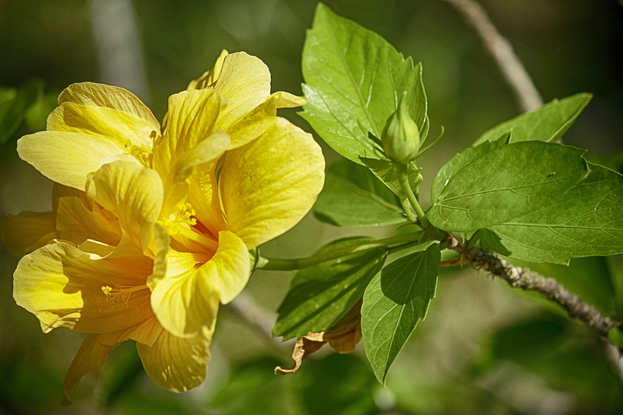 nature  flowers  garden free photo