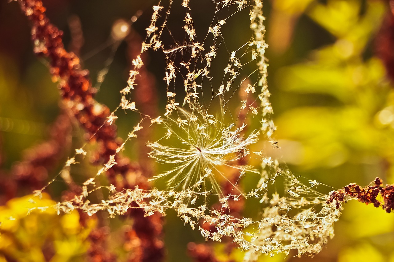 nature  cobweb  web free photo