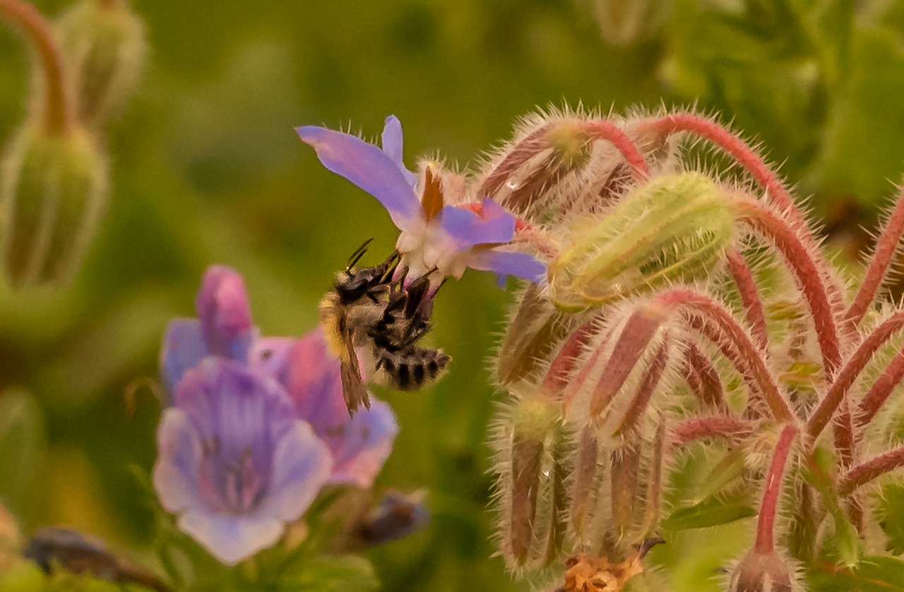 nature  plant  bees free photo