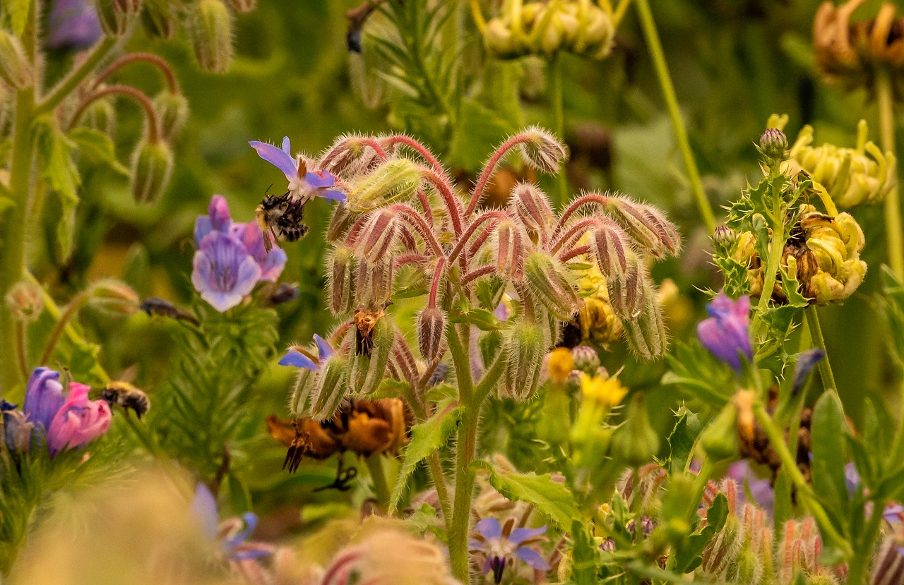 nature  plant  bees free photo