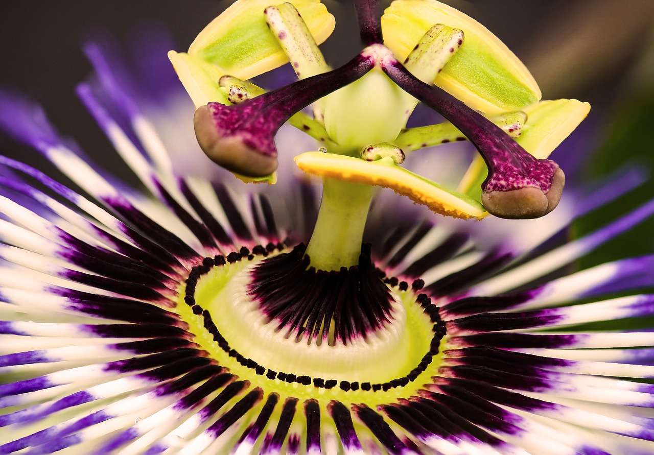 nature  flowers passion flower  passiflora free photo