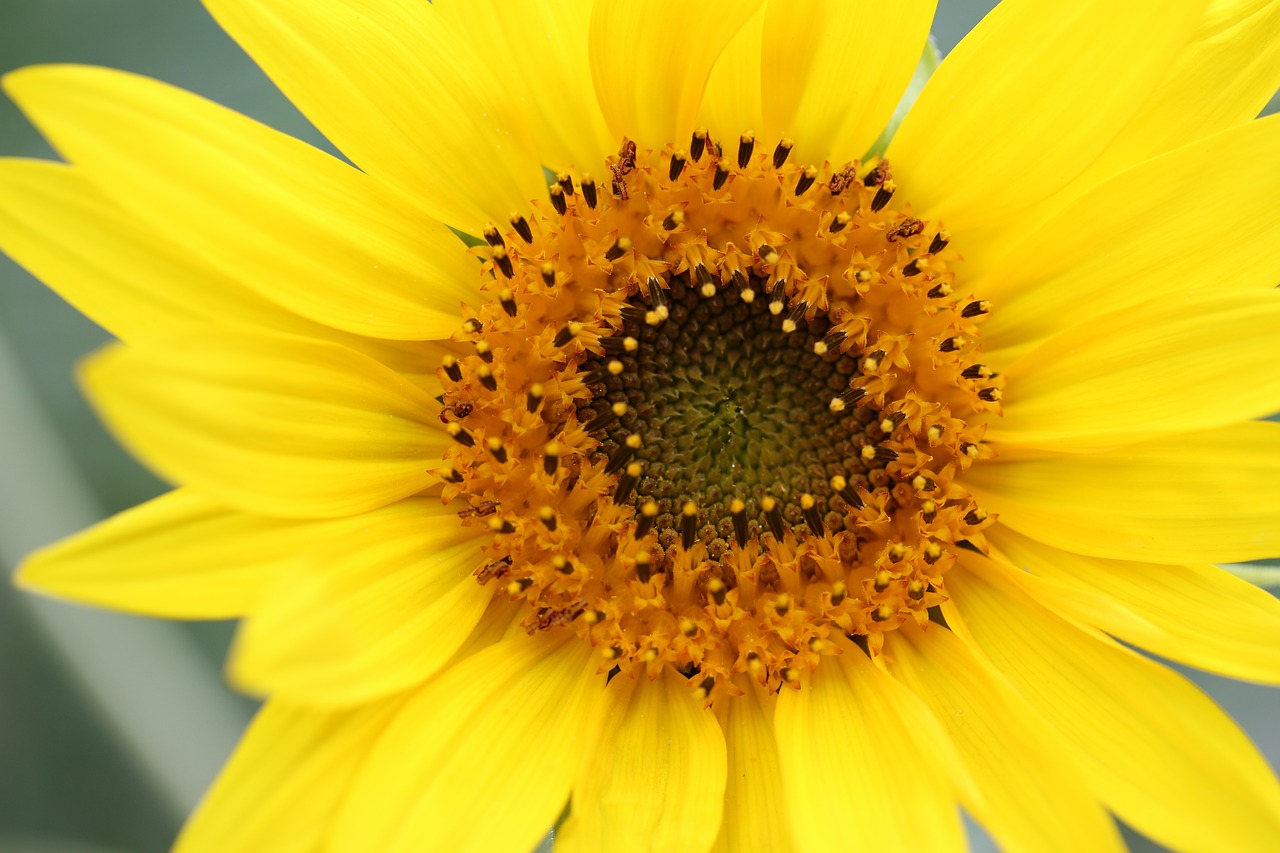 nature  flower  sunflower free photo