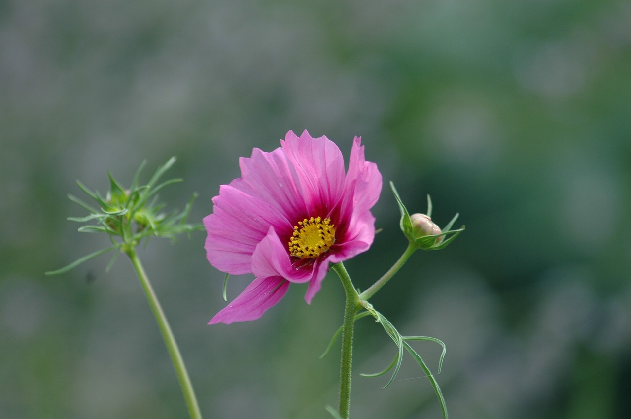 nature  flower  flora free photo