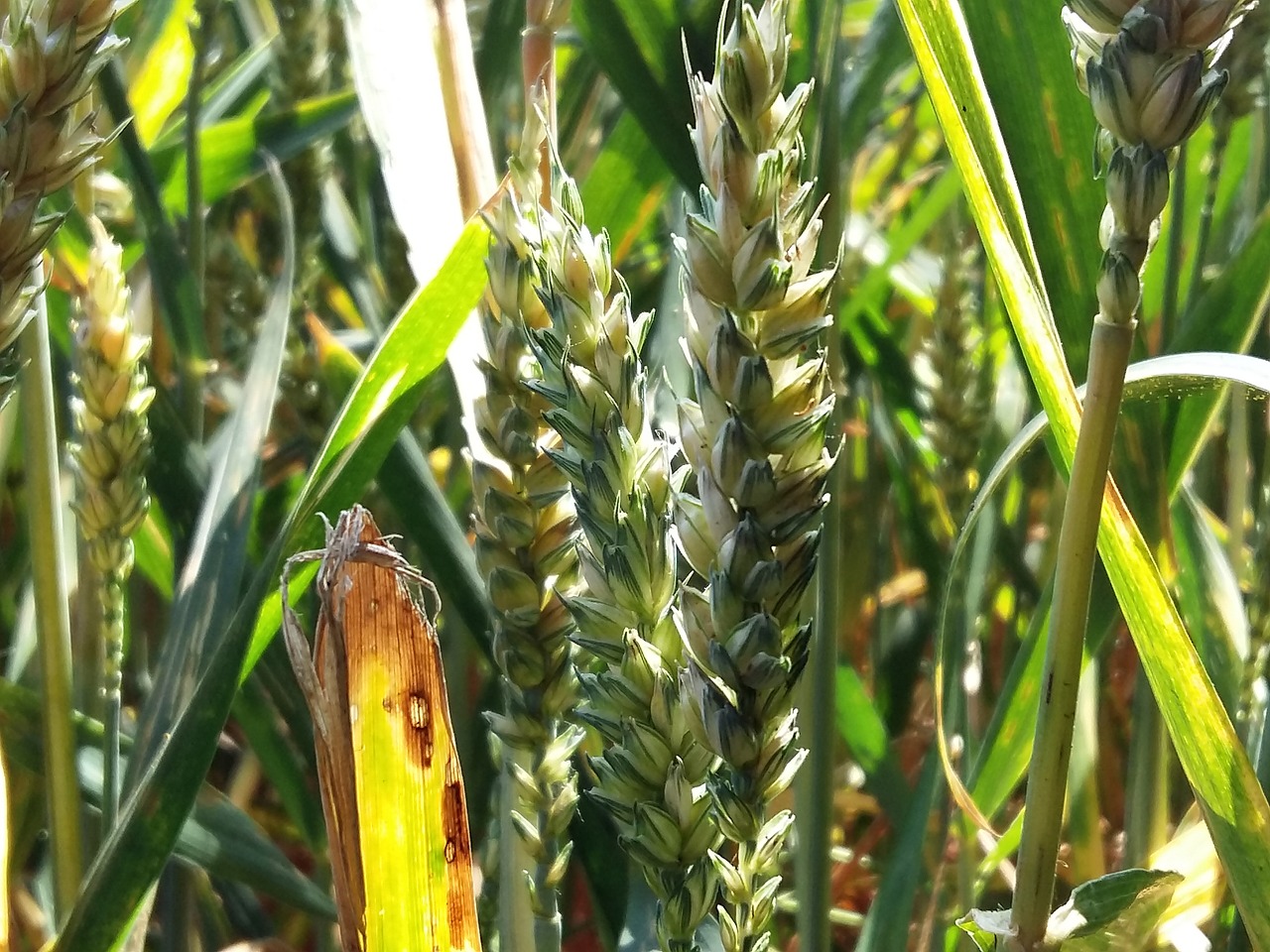 nature  wheat  field free photo