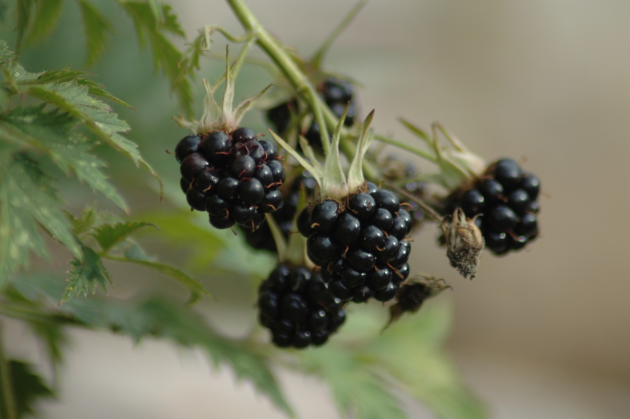 nature  fruit  berry free photo