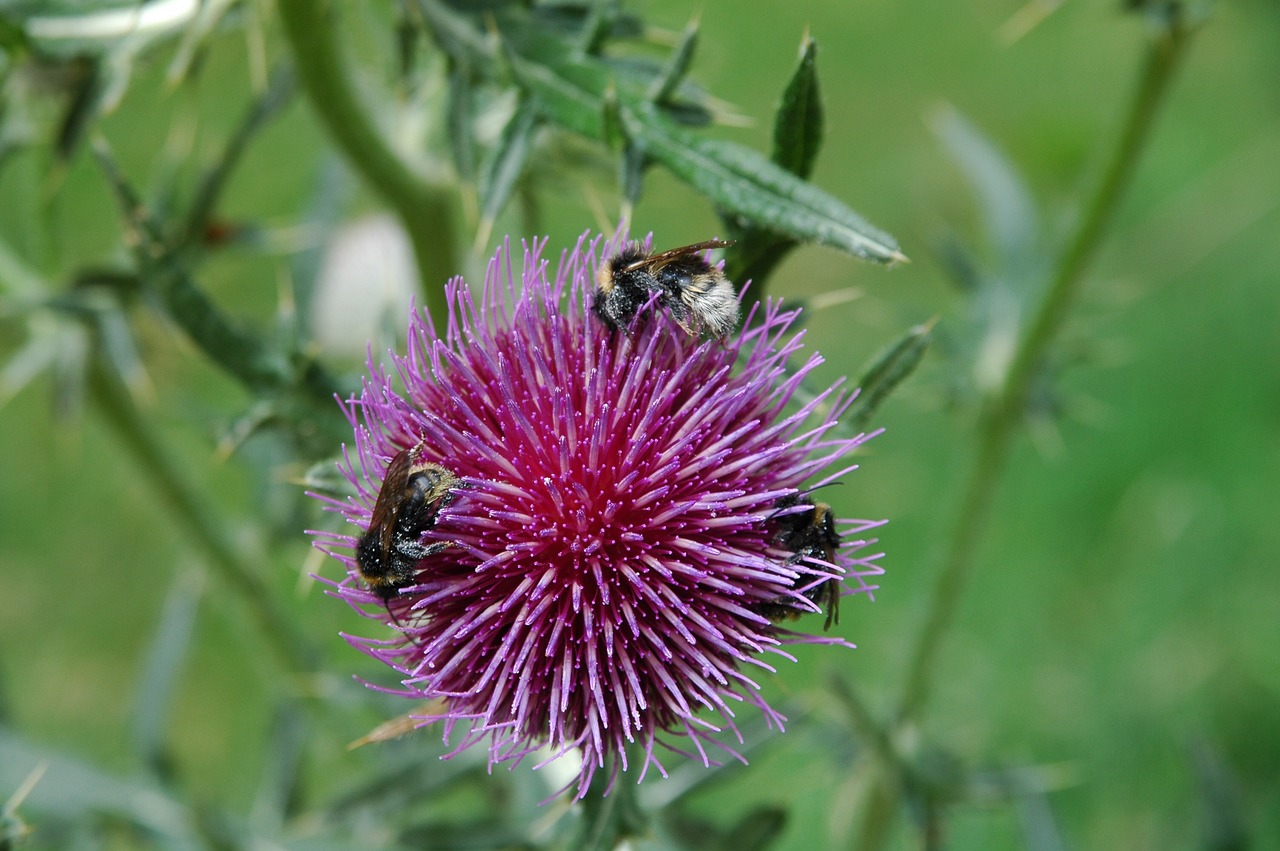 nature  flower  flora free photo