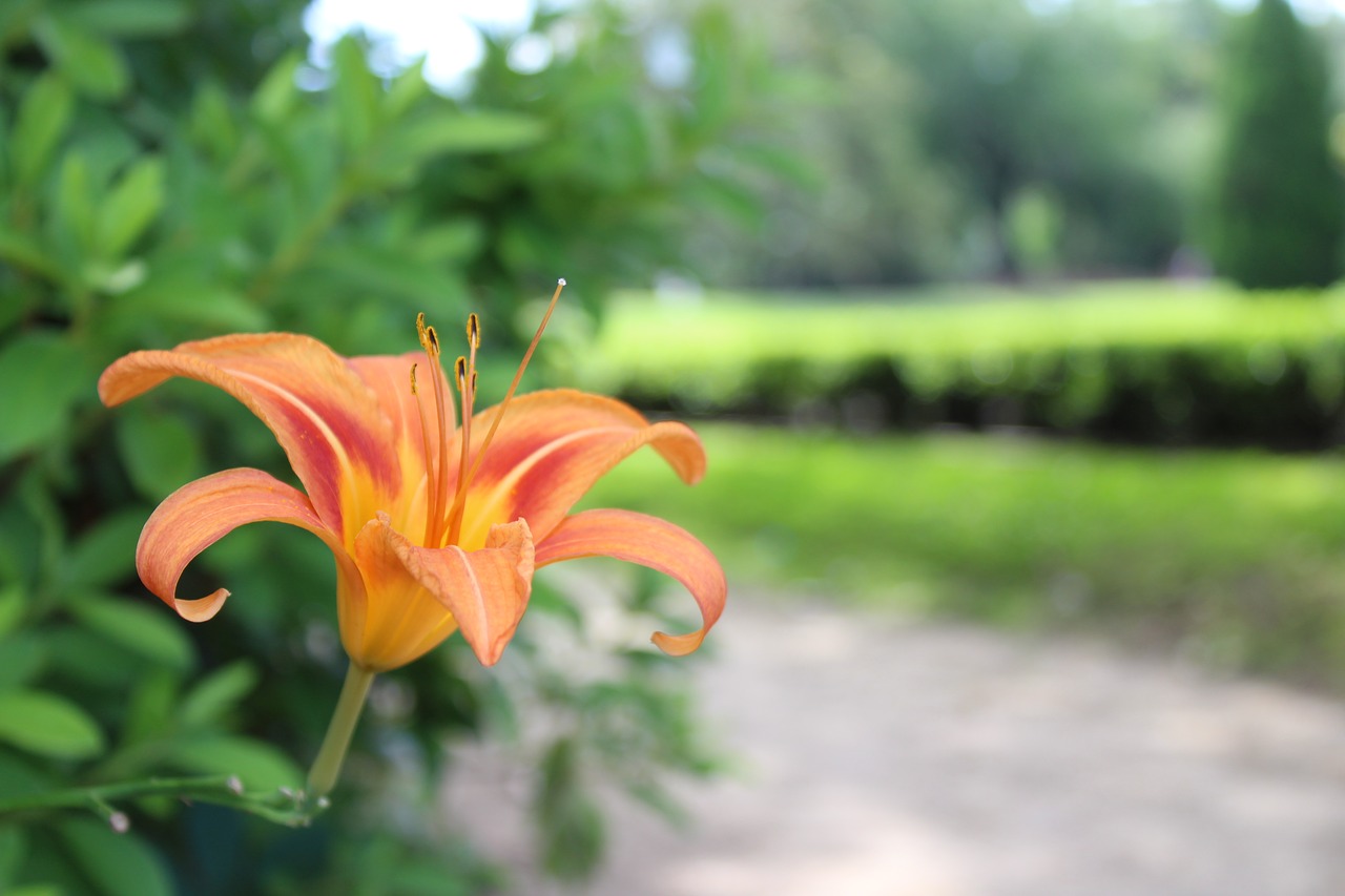 nature  flower  garden free photo