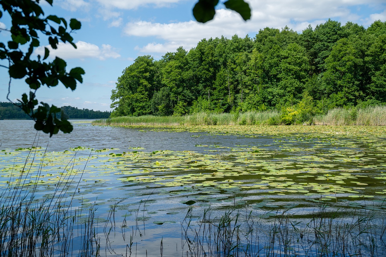 nature  lake  water free photo