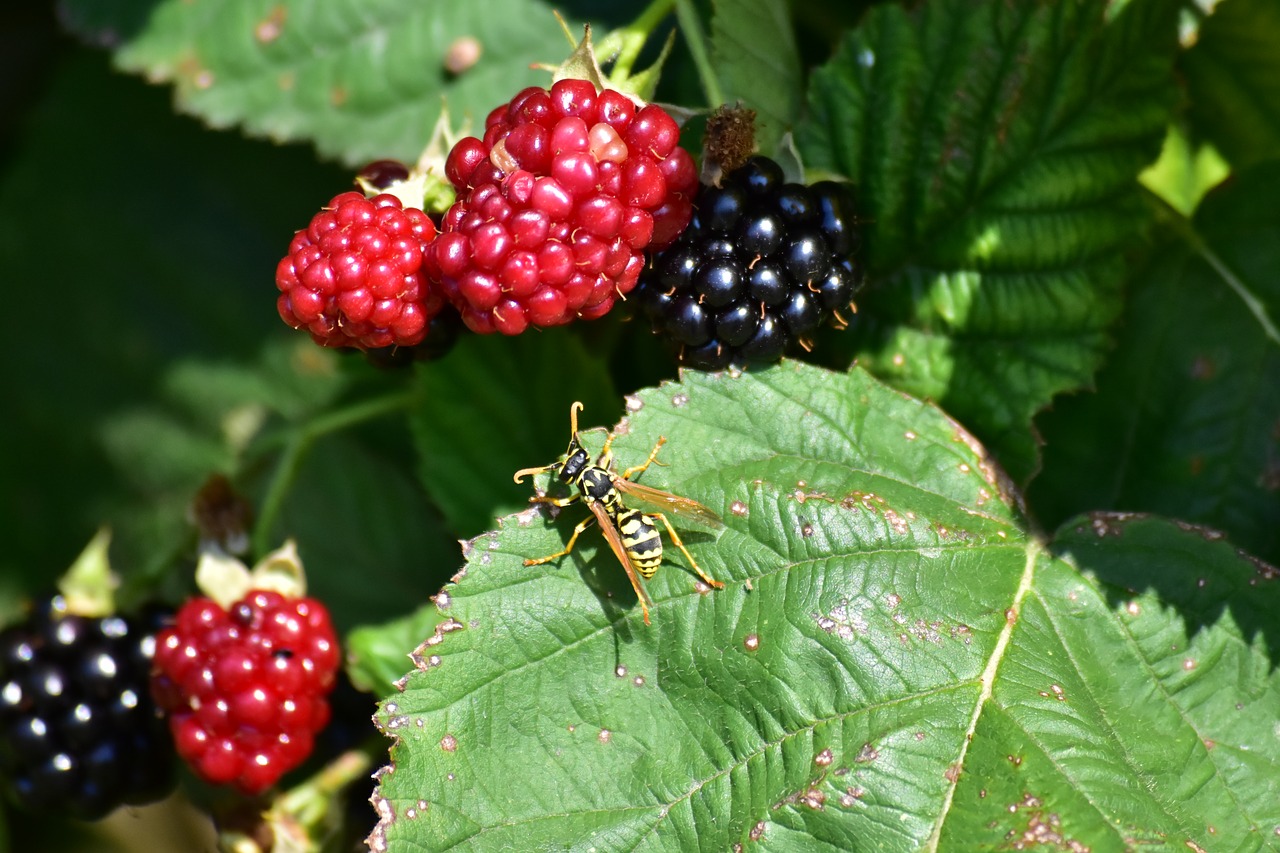 nature  fruit  wasp free photo