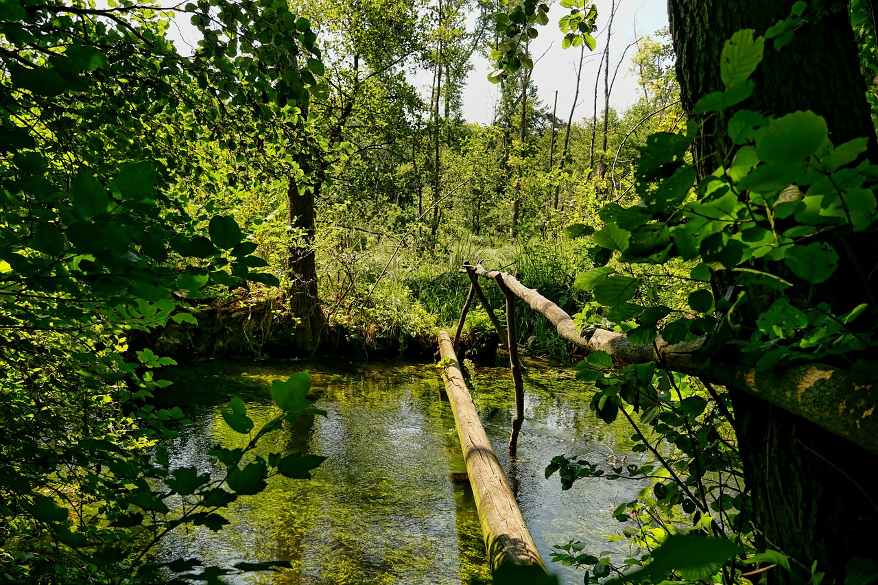 nature  forest  river free photo