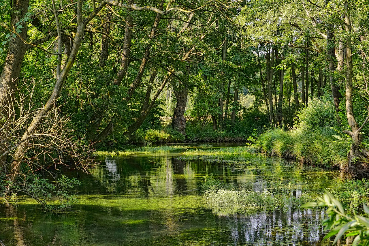 nature  river  landscape free photo