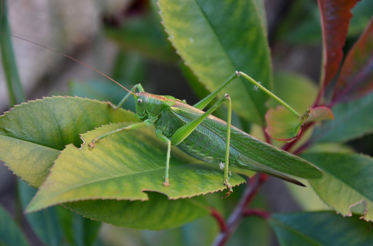 nature  bug  grasshopper free photo