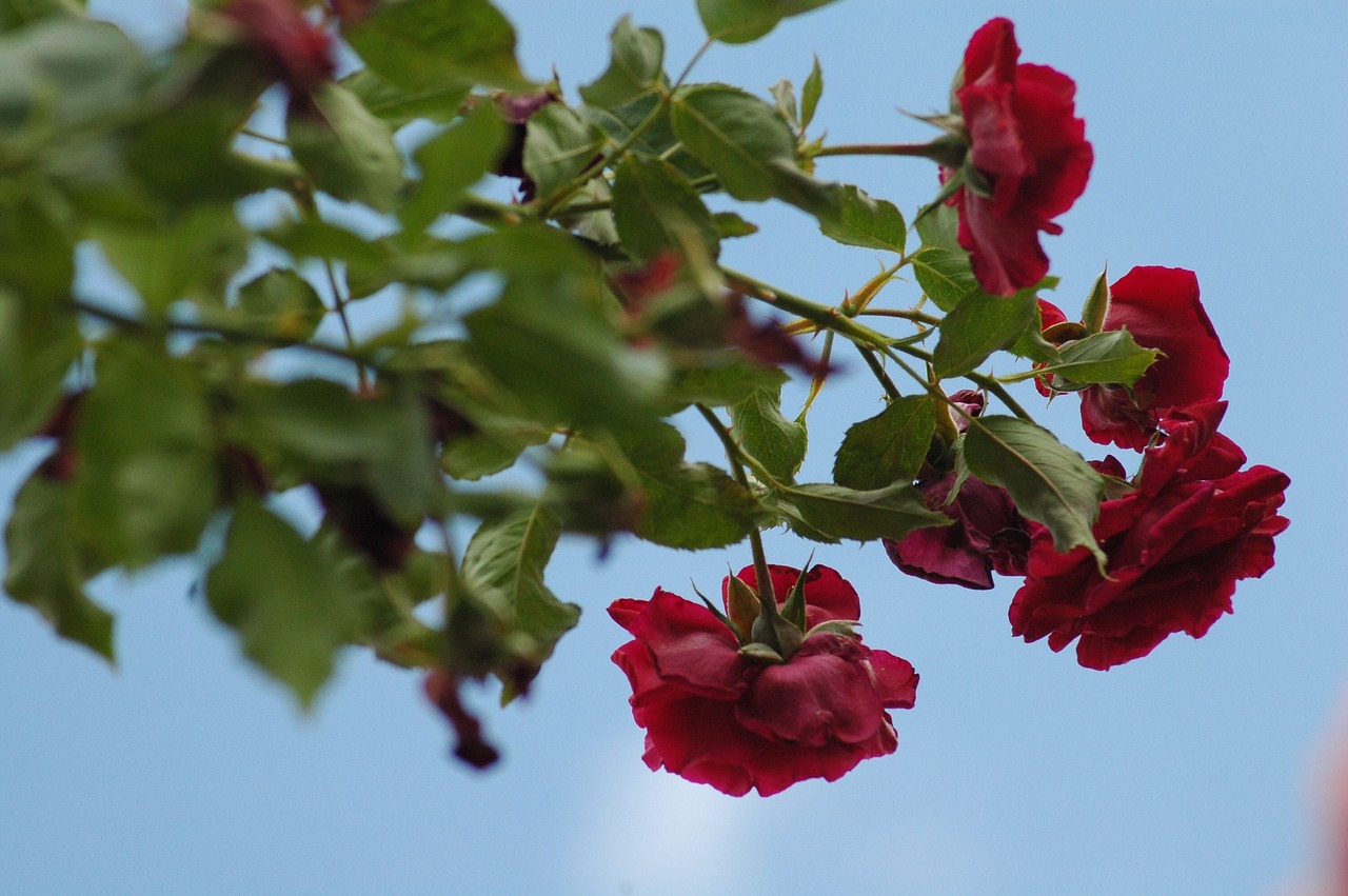 nature  flower  leaf free photo