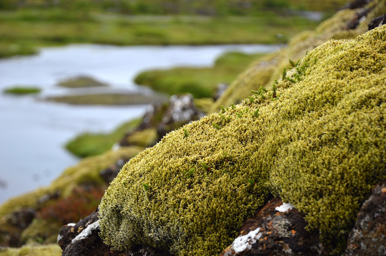 nature  moss  vegetation free photo