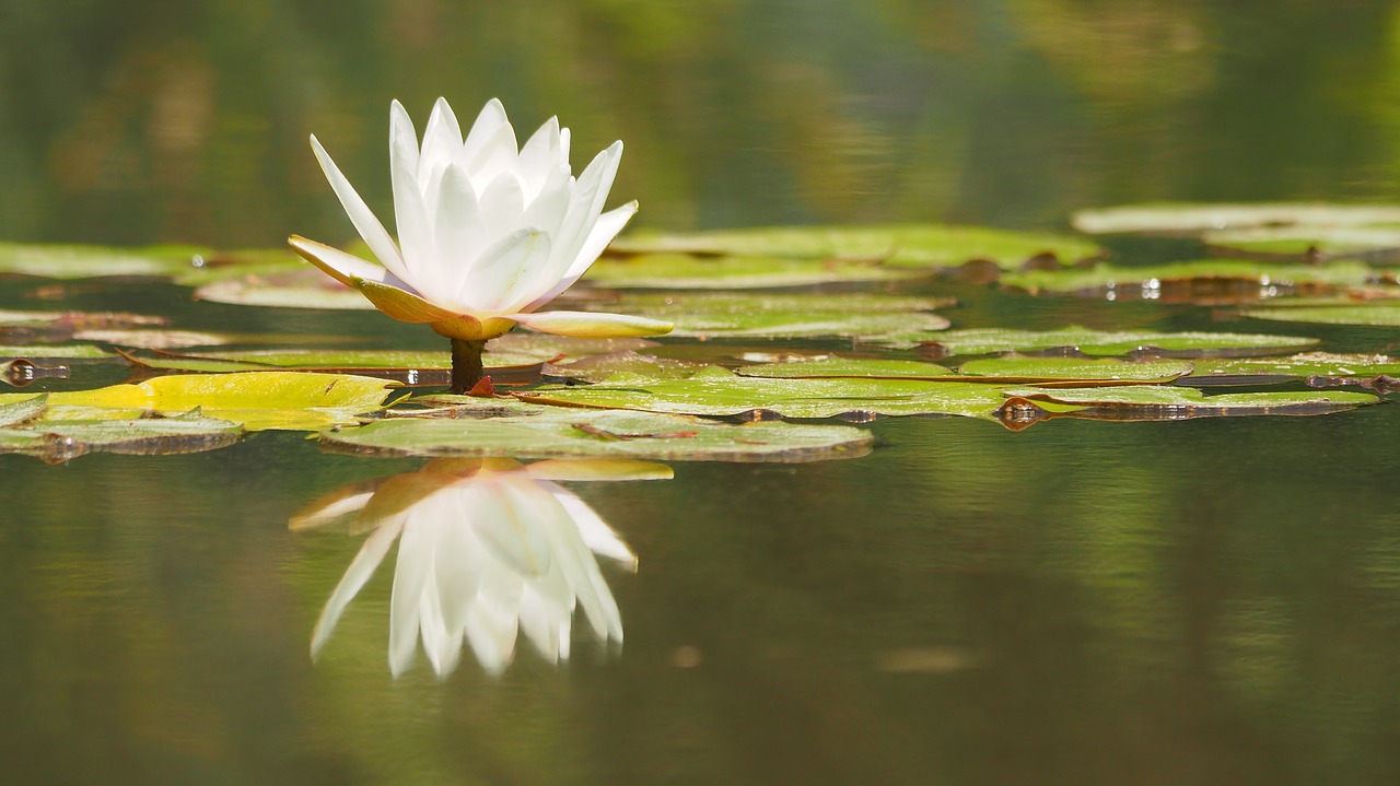 nature  water lily  pond free photo