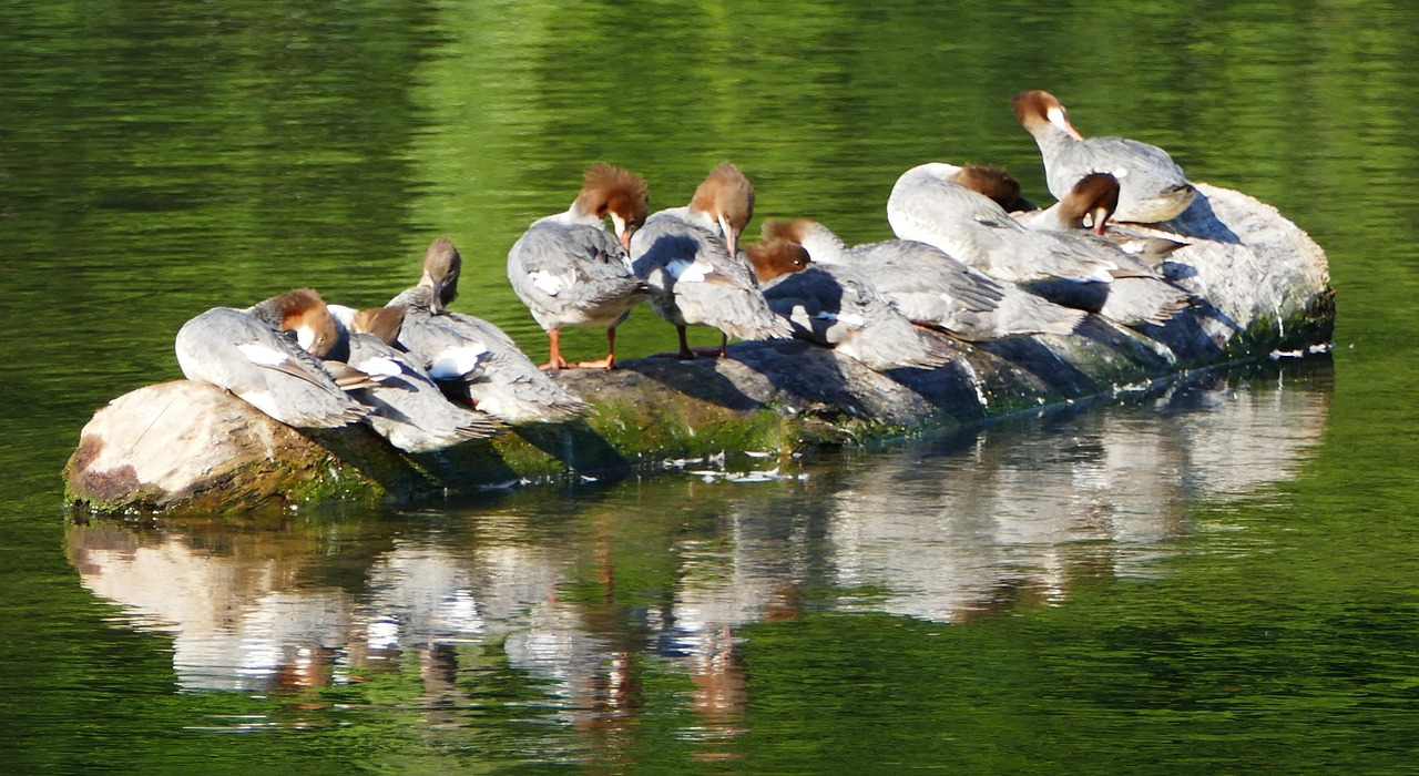 nature  landscape  ducks free photo