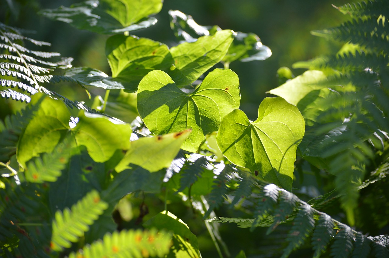 nature  heart  abstract free photo