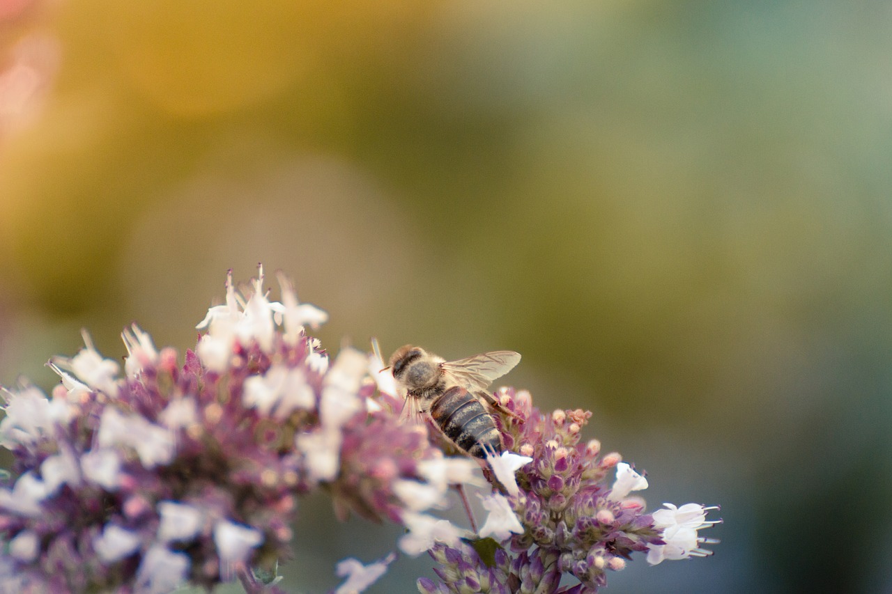 nature  insect  flower free photo