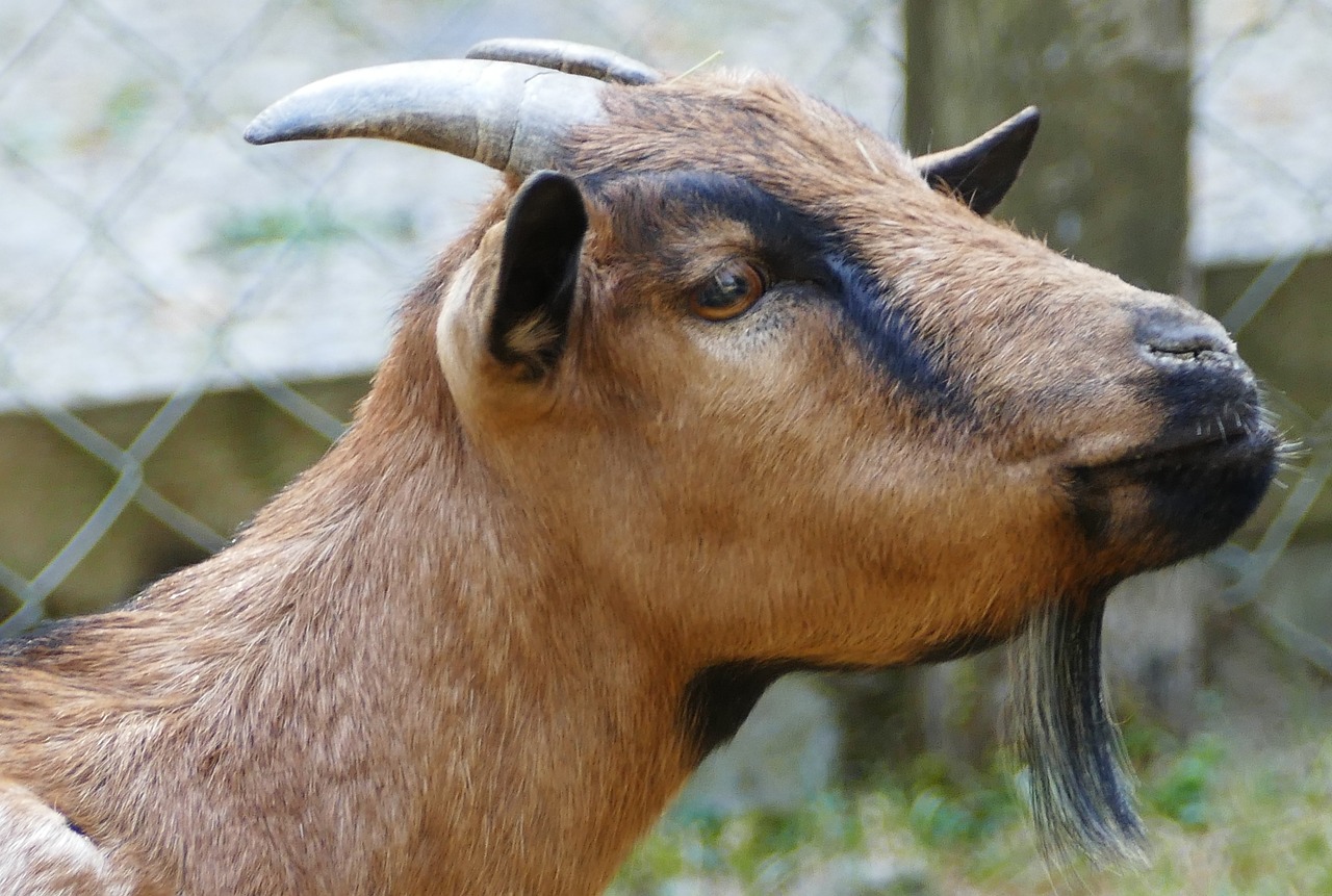 nature  animal enclosures  goat free photo