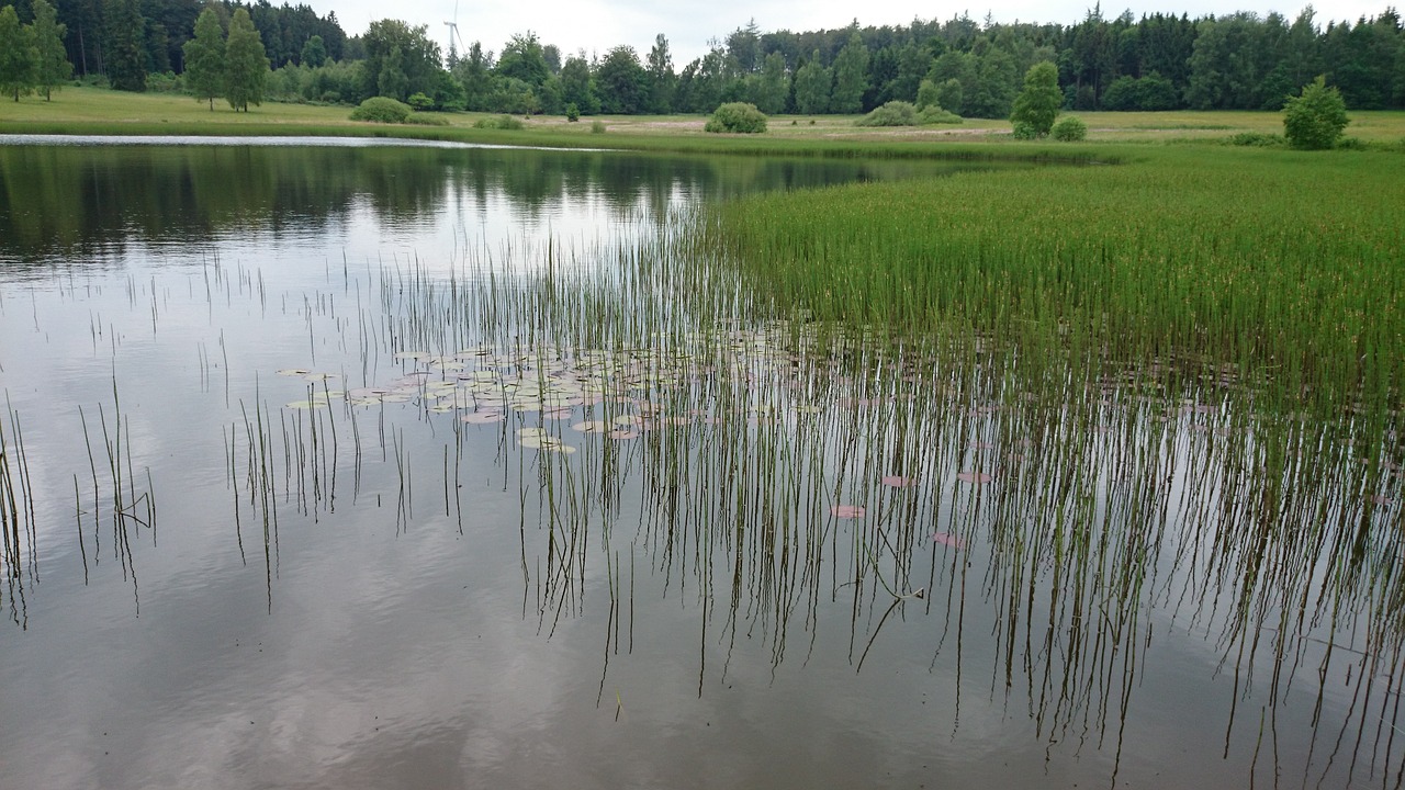 nature lake plant free photo