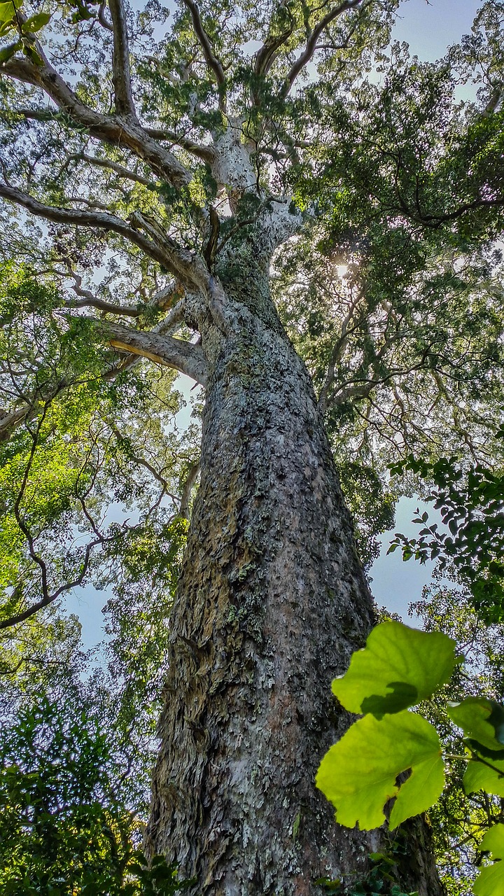 nature  tree  trees free photo